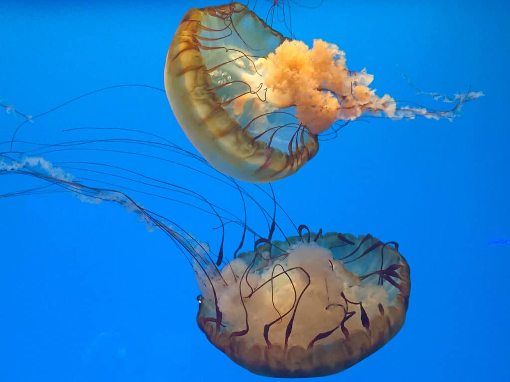 Box Jellyfish from the National Aquarium at Baltimore